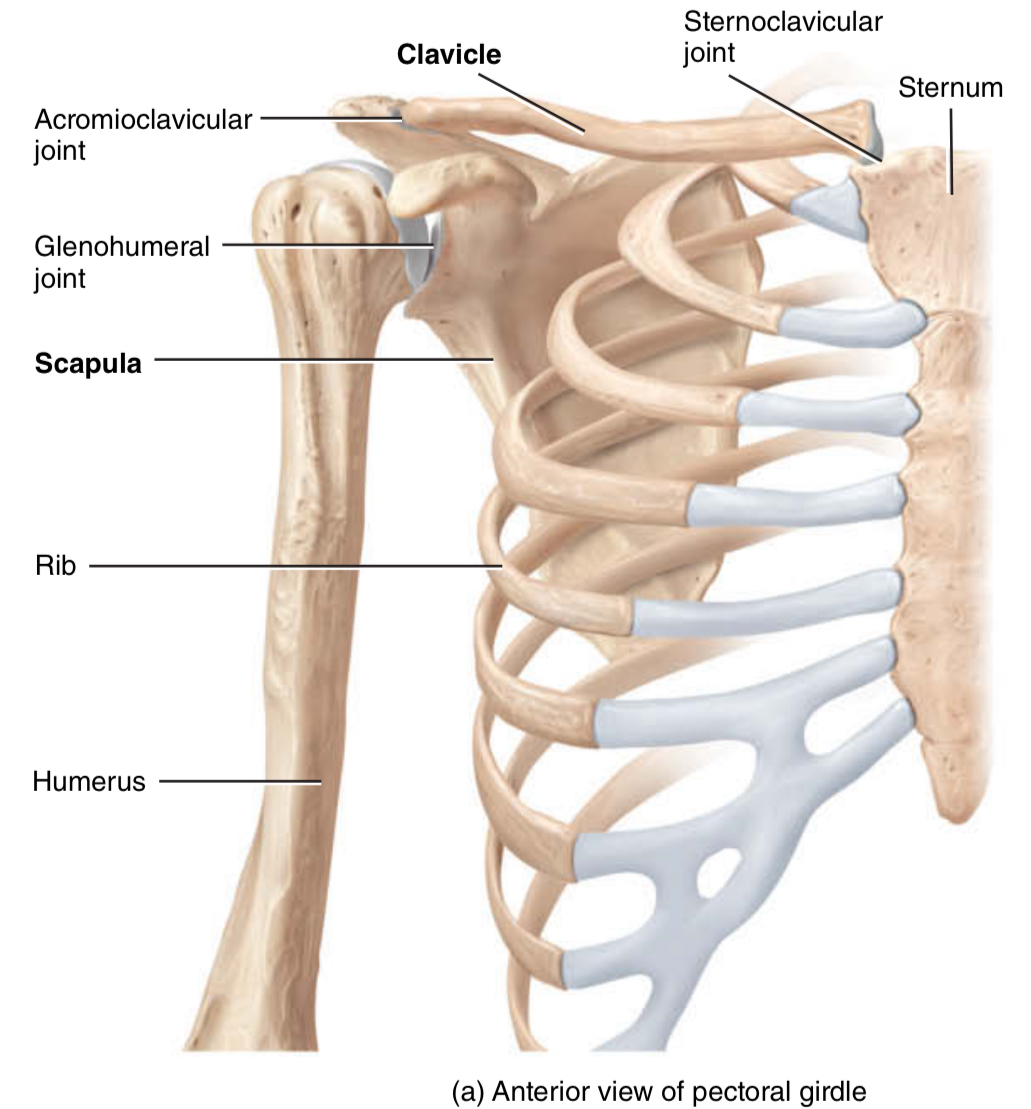 8 Appendicular Skeleton Flashcards