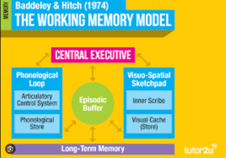 The Working Memory Model | Flashcards
