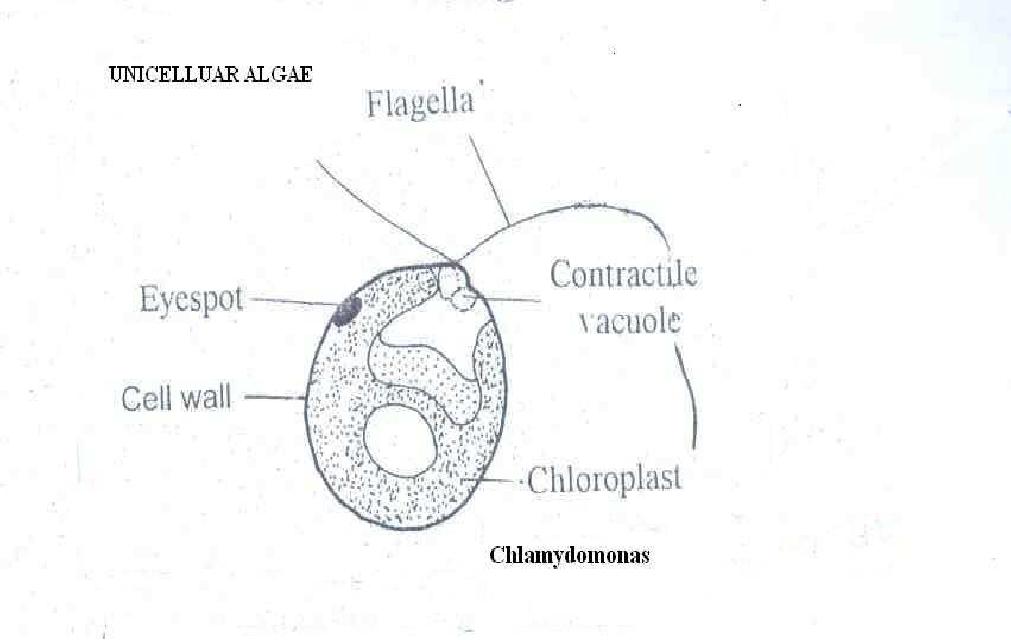 Algae Are Multicellular