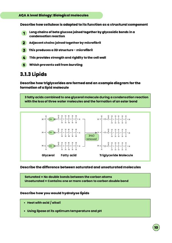 A Level Biology Paper 1 Flashcards