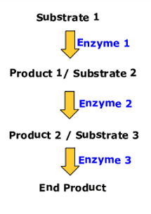 Linear Pathway Introduction to Metabolism | Flashcards
