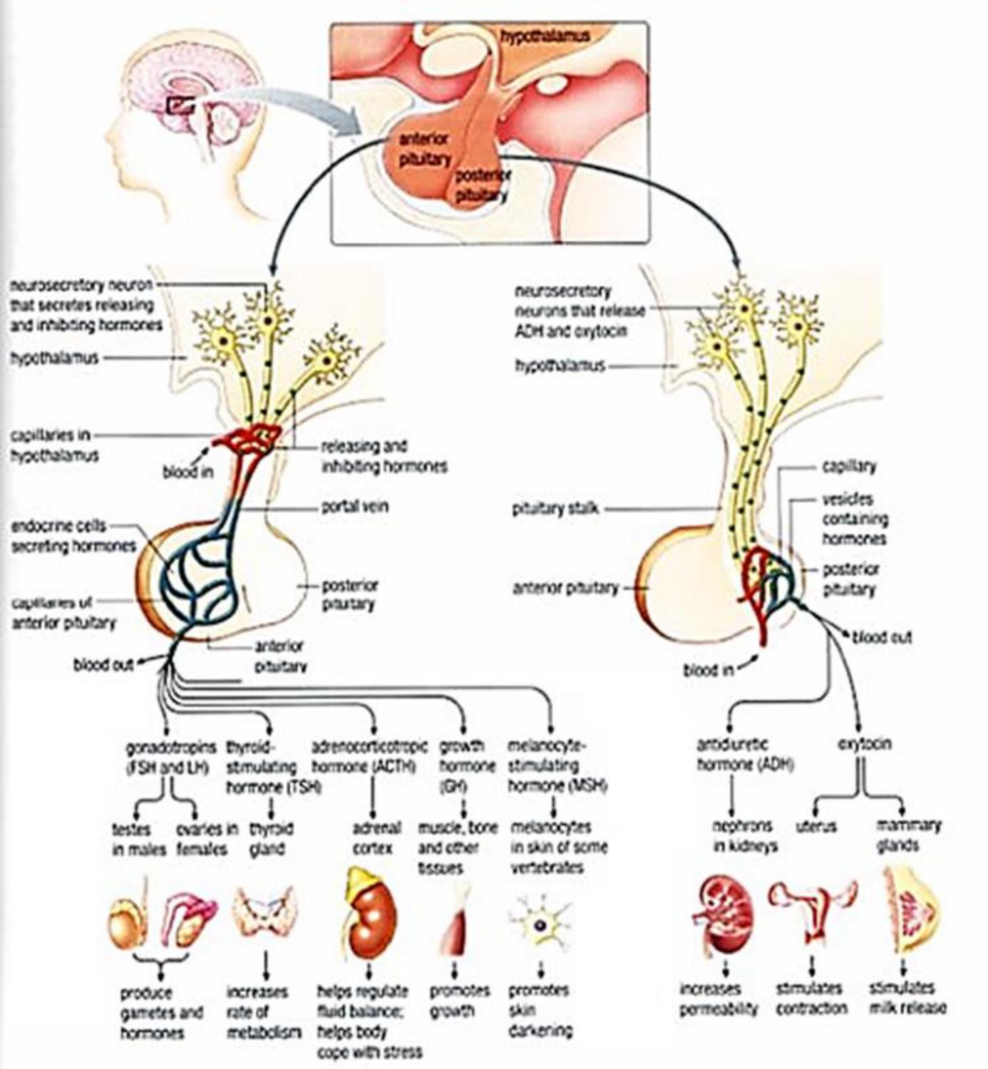 endocrine-system-flashcards