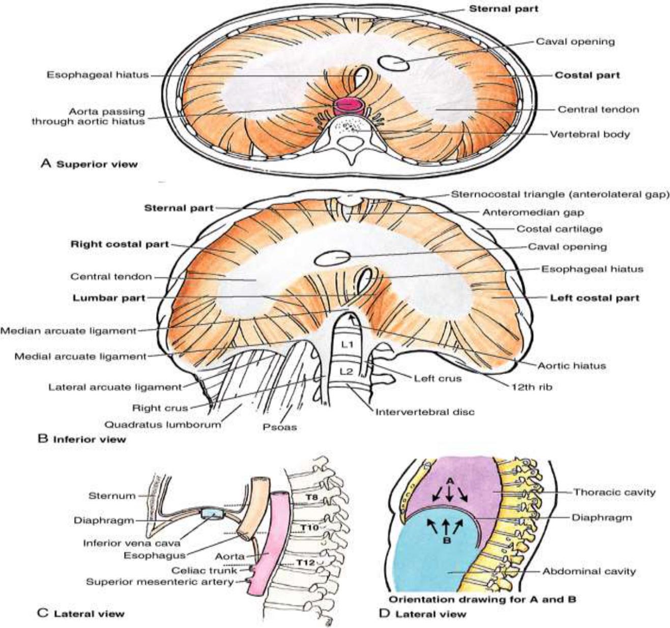 Posterior Abdomenal Wall Flashcards