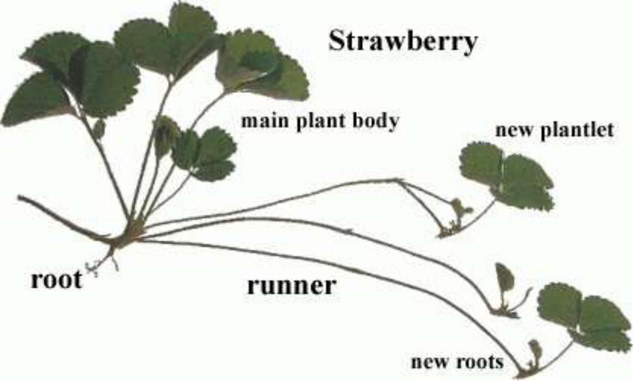 Plant Reproduction Flashcards